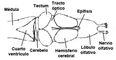 Sistema nervioso, vista dorsal