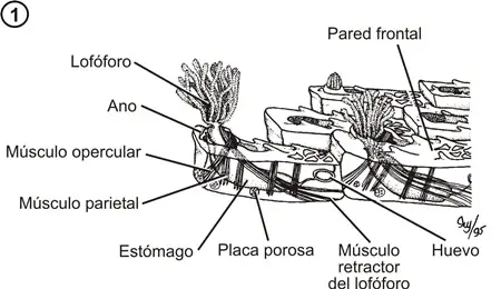 Brioozoo morfología