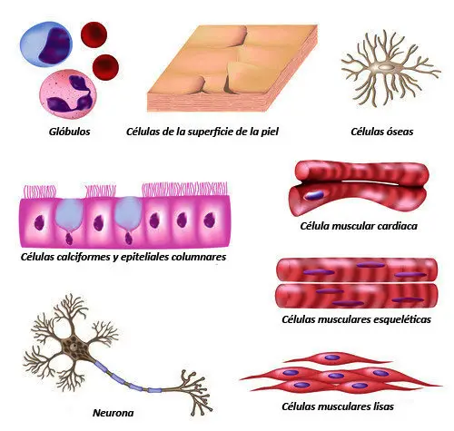 Diferentes tipos celulares