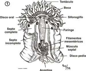 Esquema de la anatomía interna de la anémona