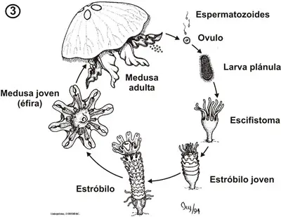 Ciclo biológico de Aurelia aurita
