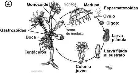 Ciclo de Obelia geniculata
