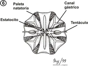 Vista apical de un ctenóforo