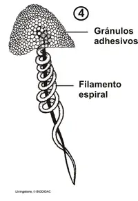 Esquema de un coloblasto