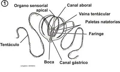 Esquema de un ctenóforo