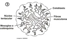 Corte transversal del tentáculo de un ctenóforo