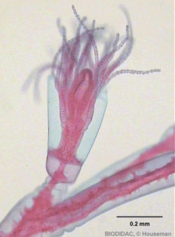 Gastrozoide de Obelia geniculata