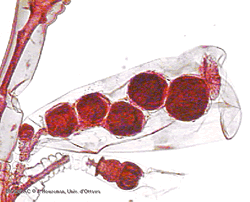 Gonozoide de Obelia geniculata