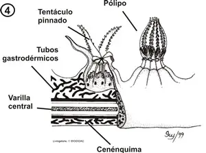 Anatomía interna de un octocoralario