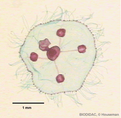 Medusa de Obelia geniculata