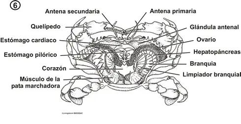 Anatomía interna de un decápodo