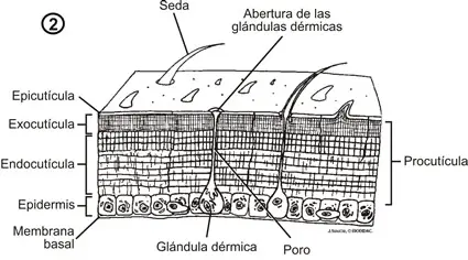 Estructura de la cutícula. Corte transversal