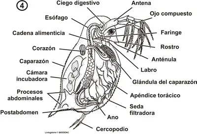 Morfología de Daphnia, un cladócero
