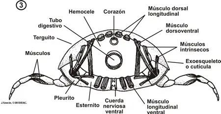 Estructura general del interior de un artrópodo