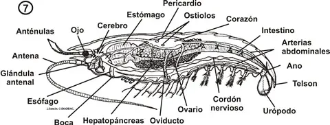 Anatomía interna de una gamba