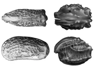 Ostracodos fósiles