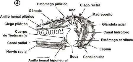 Corte del disco oral y de una parte del brazo