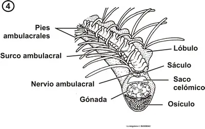 Vista del brazo de un crinoideo
