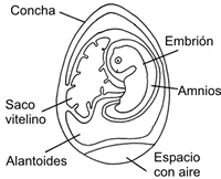huevo amniota