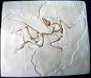 Archaeopteryx lithographica