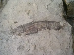 Fósil de Equisetácea