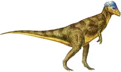 Pachycephalosaurus wyomingensis