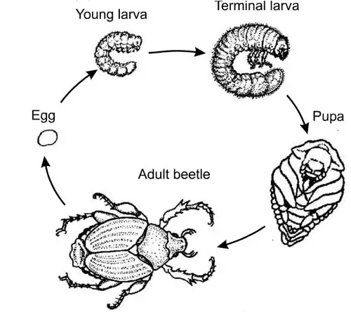 Desarrollo completo en coleópteros