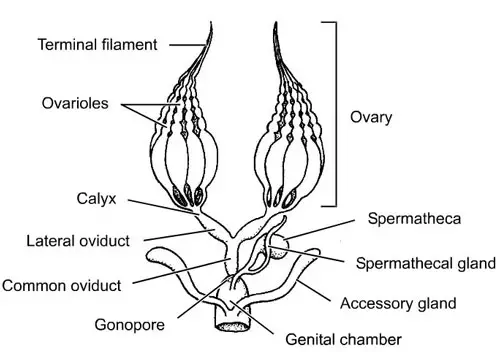 Sistema reproductor femenino típico de un insecto modelo