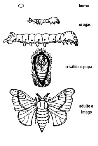 Metamorfosis de mariposa