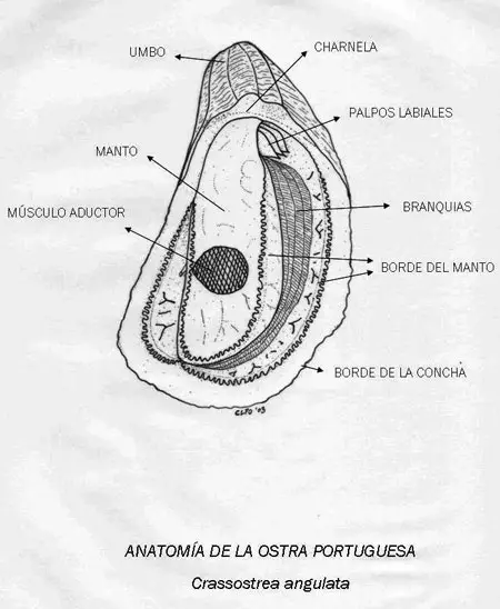 Anatomía de Magallana angulata