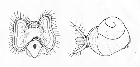 Morfología de la larva de Littorina littorea. Hembra