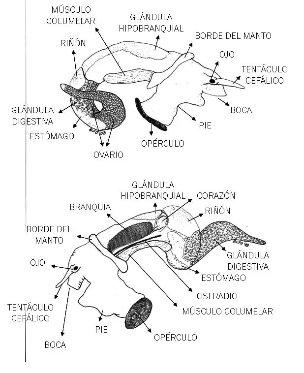 Morfología del bígaro Littorina littorea