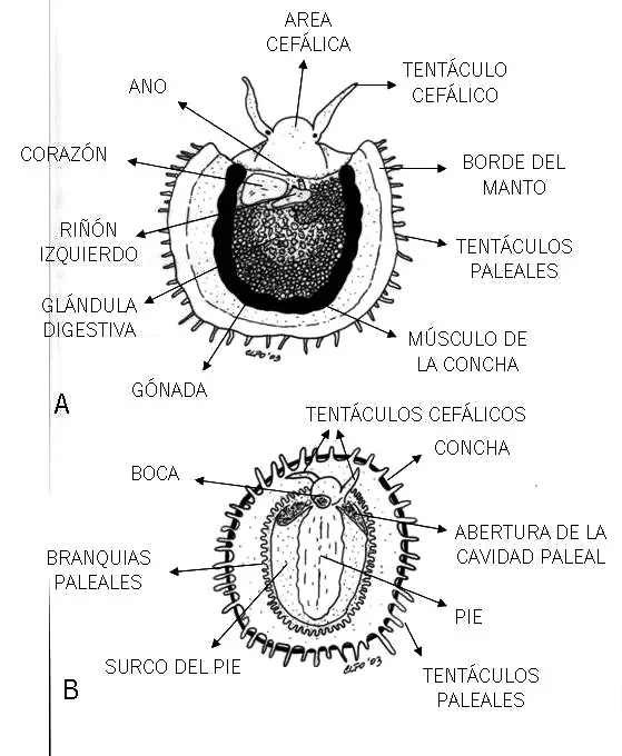 Anatomía de la lapa