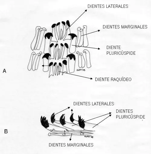 Morfología de la rádula