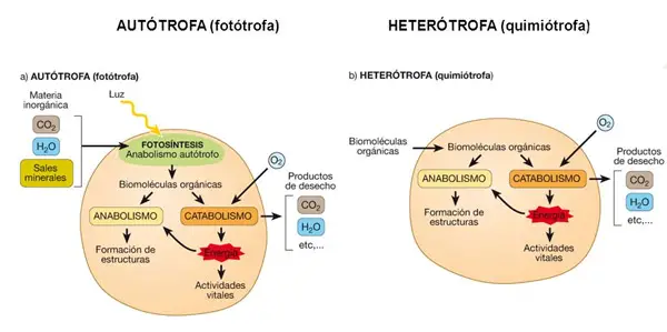 Organismos autótrofos y heterótrofos