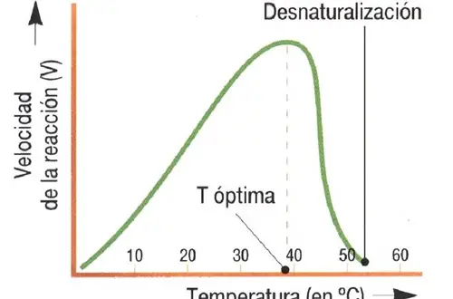 Efecto de la temperatura sobre las enzimas