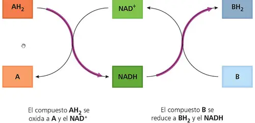 Mecanismo de oxidación - reducción mediante coenzimas