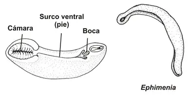 Morfología de un aplacóforo