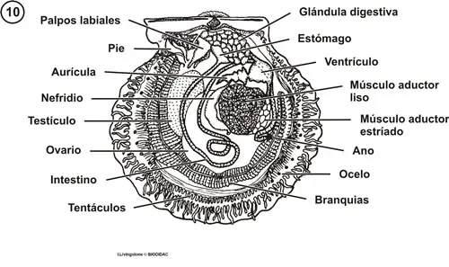 Anatomía interna de un pectínido