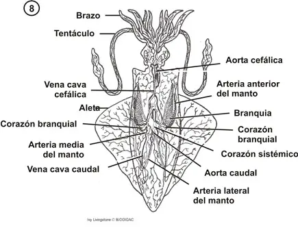 Sistema circulatorio de un cefalópodo