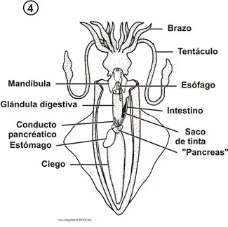 Sistema digestivo de un cefalópodo