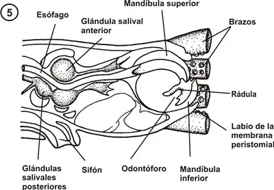 Aparato bucal de un cefalópodo