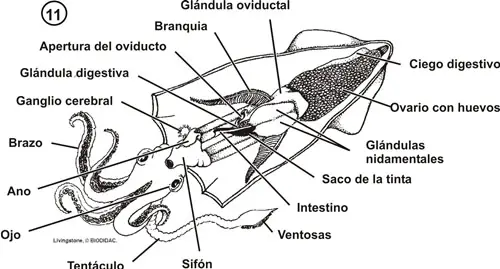 Sistema reproductor de un cefalópodo hembra