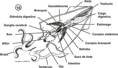 Sistema reproductor de un cefalópodo macho