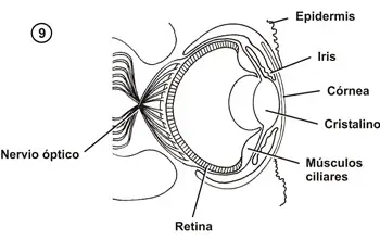 Ojo