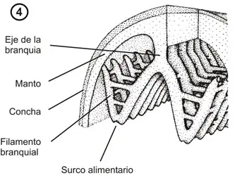 Morfología de las branquias en un bivalvo