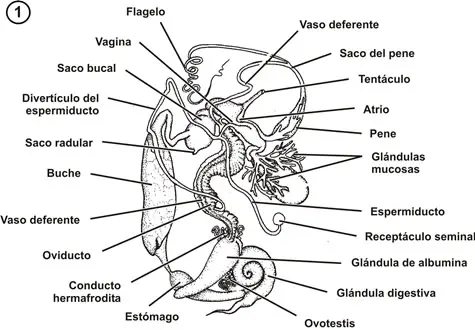 Sistema digestivo y reproducror