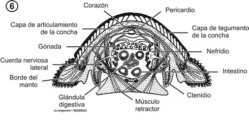 Anatomía interna de un quitón. Corte transversal