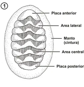 Morfología dorsal