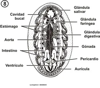 Anatomía interna de un quitón